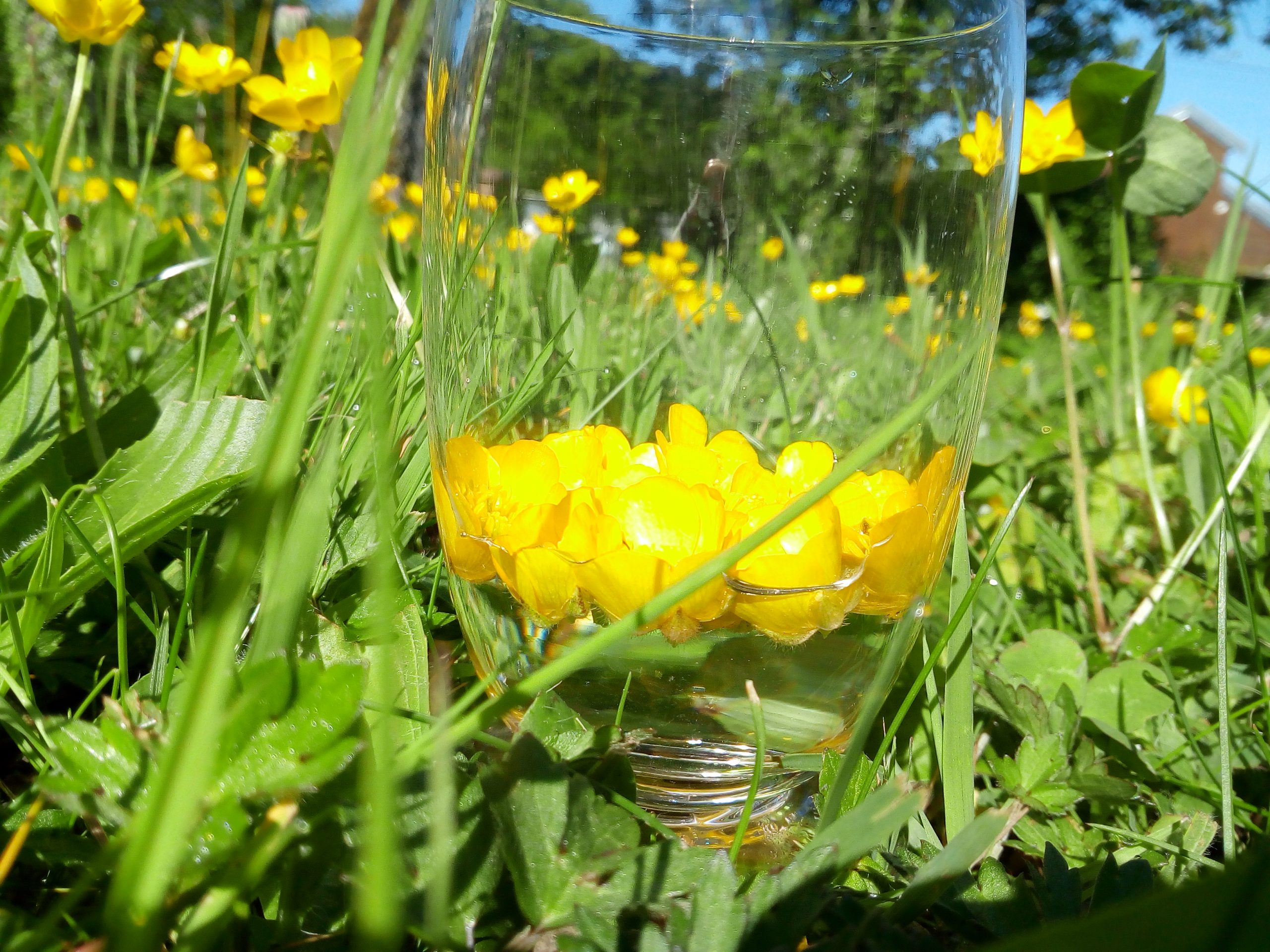 Des flacons, des gouttes, des fleurs, « élixir floral »…